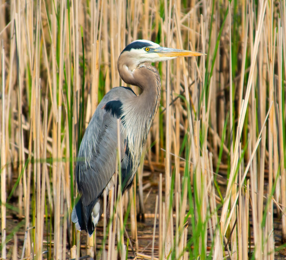 Great Blue Heron - ML637409089