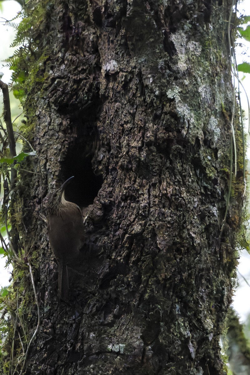 White-throated Woodcreeper - ML637409090