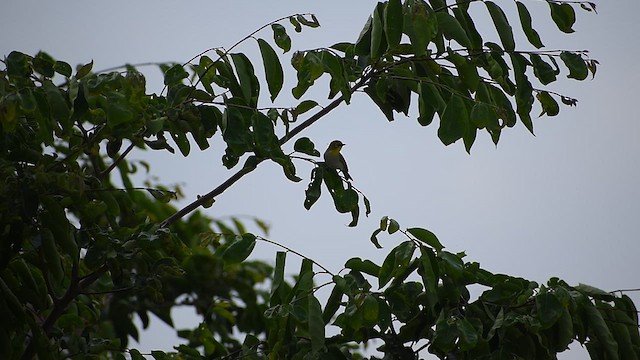 Indian White-eye - ML637409091