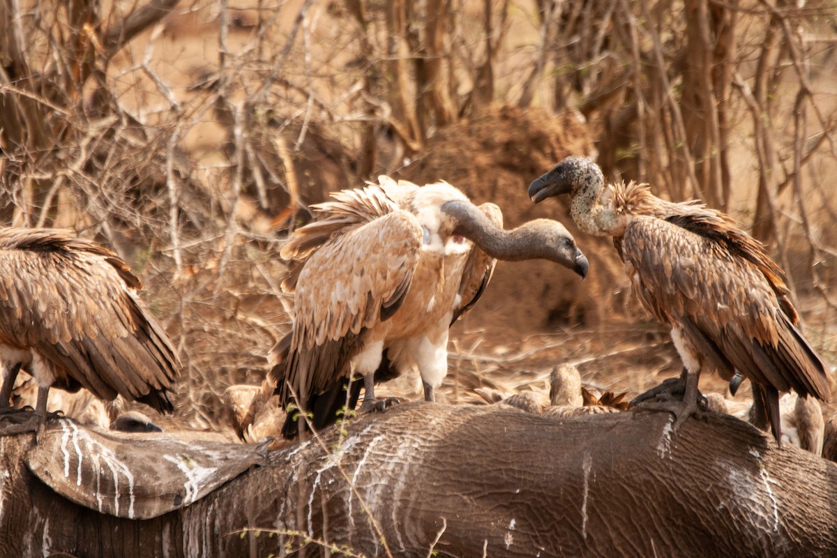Cape Griffon - ML637409092