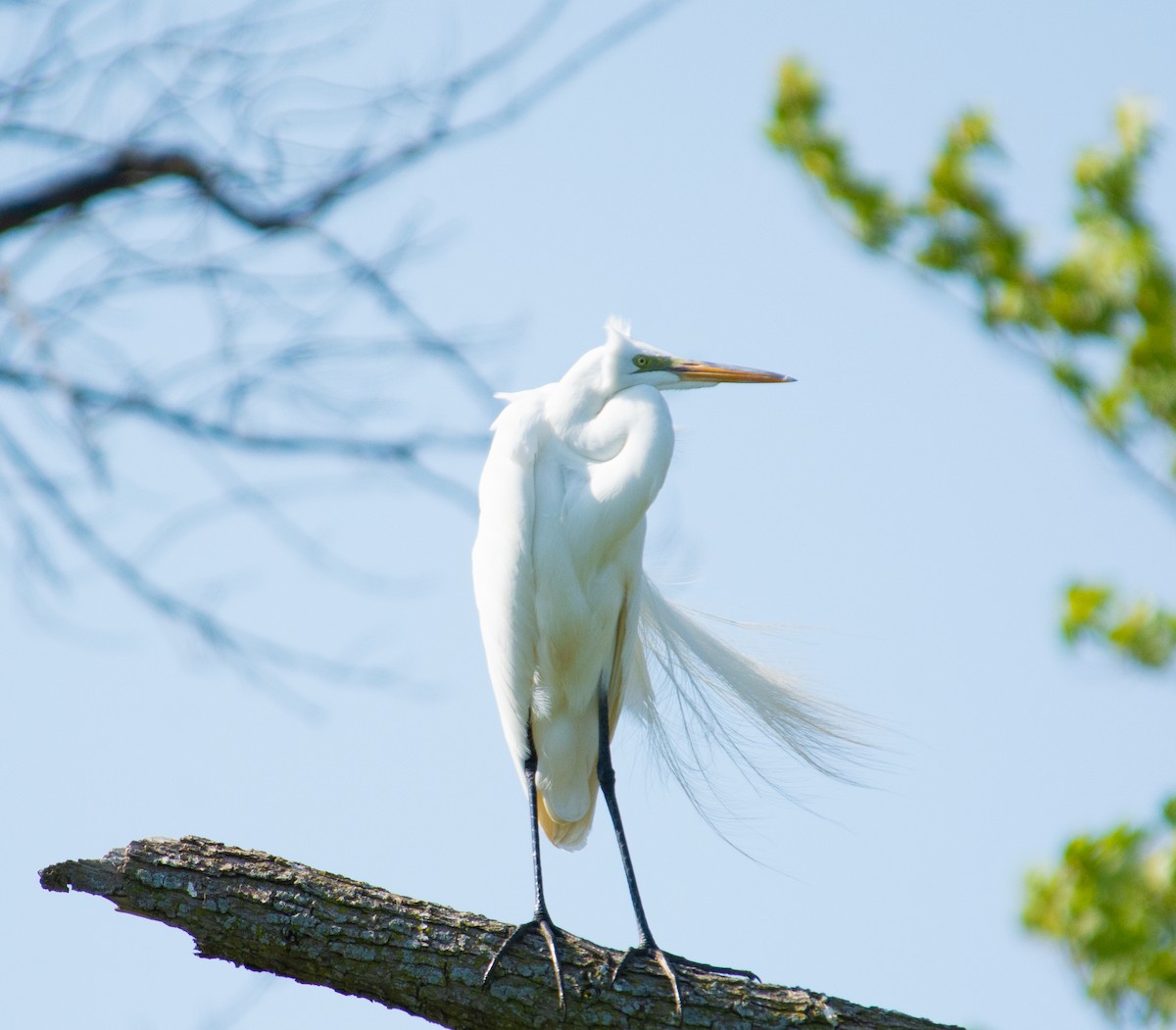 Great Egret - ML637409135