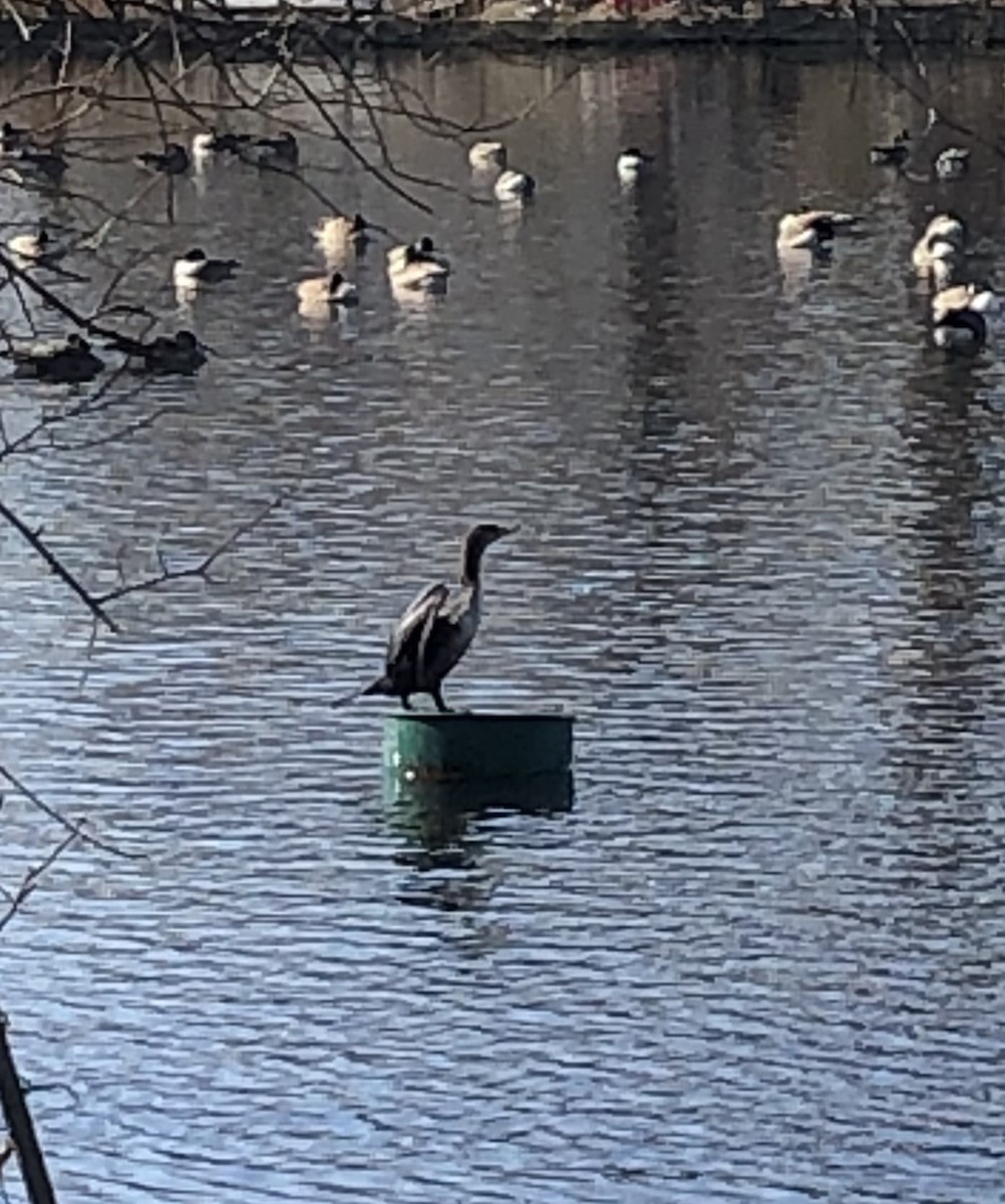 Double-crested Cormorant - ML637409145