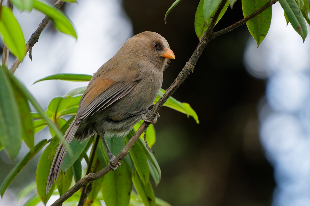 Great Parrotbill - ML637409196