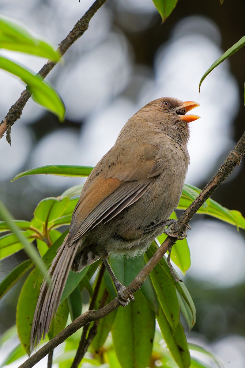 Great Parrotbill - ML637409199