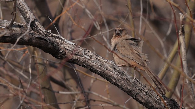 Abert's Towhee - ML637409211