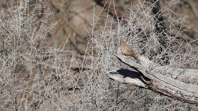 Abert's Towhee - ML637409212
