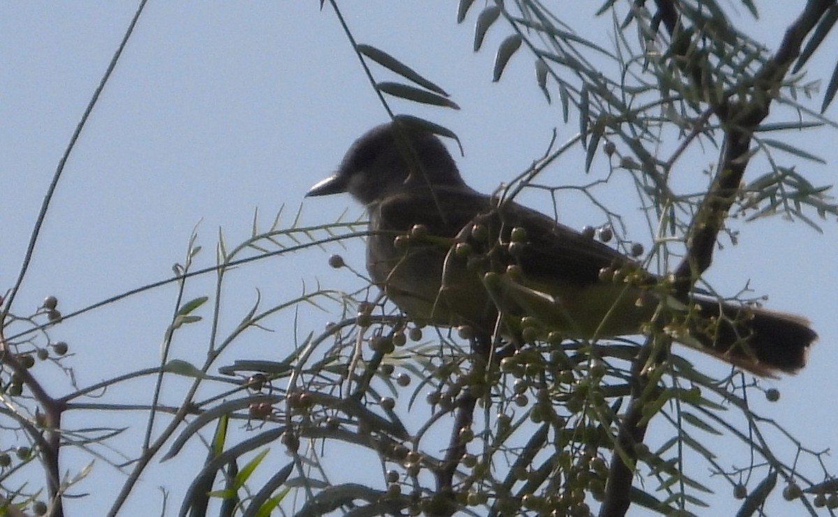Thick-billed Kingbird - ML637409224