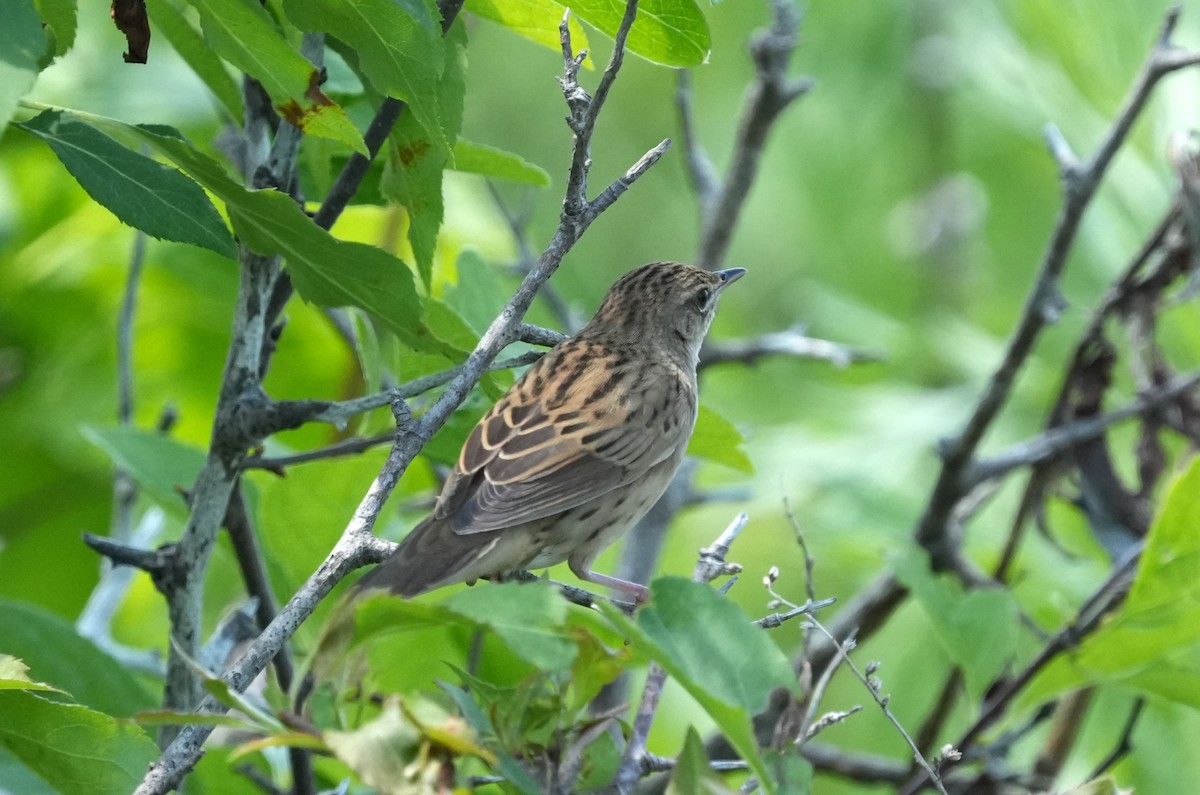 Lanceolated Warbler - ML637409253