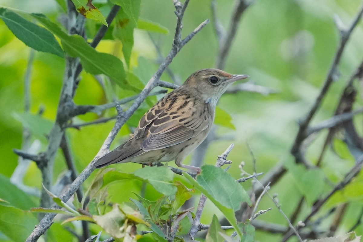 Lanceolated Warbler - ML637409254