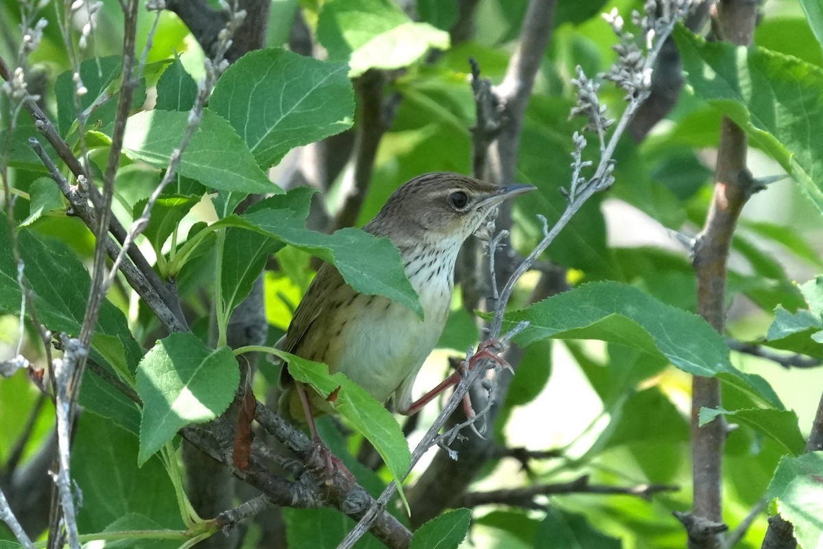 Lanceolated Warbler - ML637409255