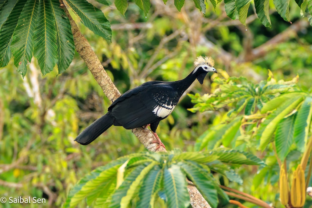 Blue-throated Piping-Guan - ML637409262