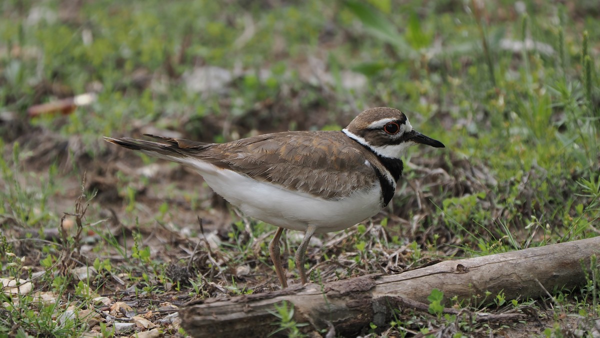 Killdeer - ML637409296