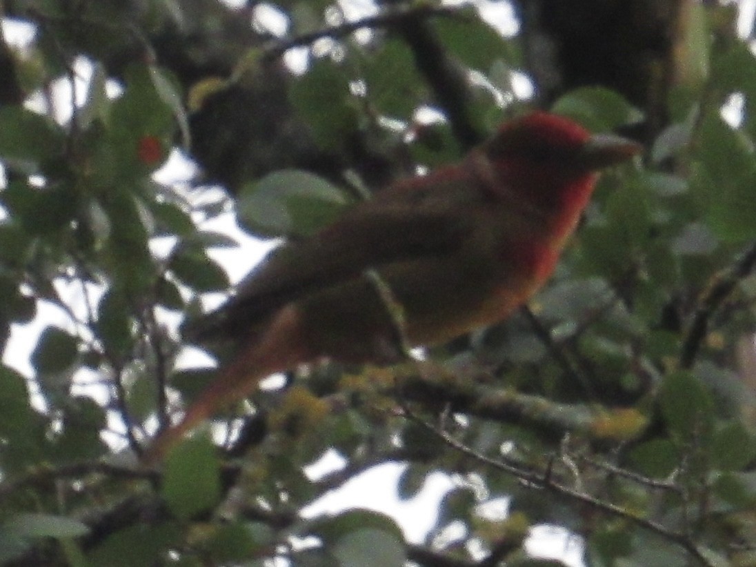 Summer Tanager - ML637409300