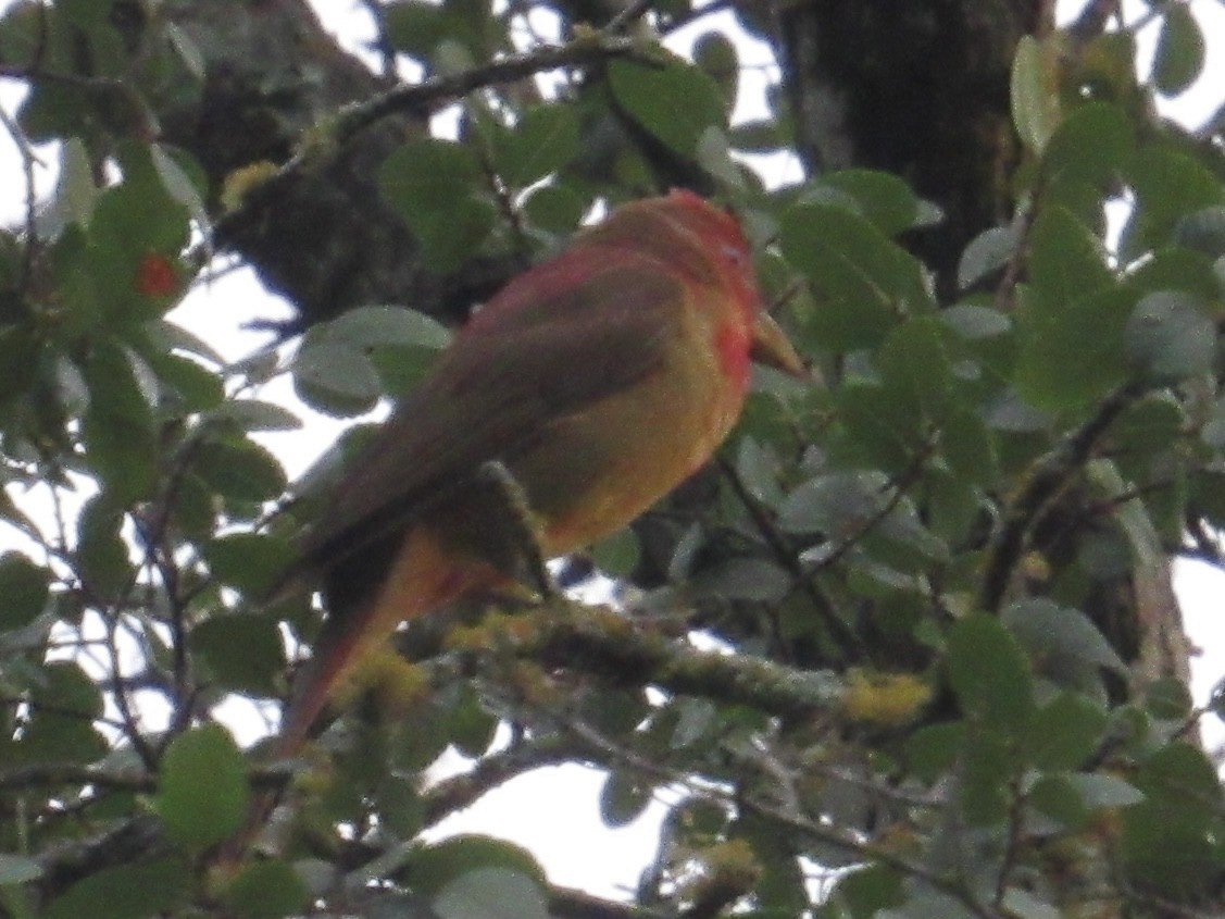 Summer Tanager - ML637409301