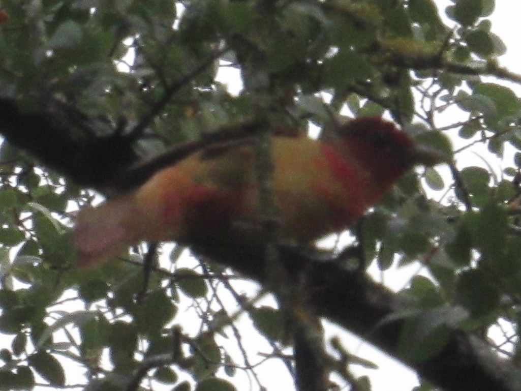 Summer Tanager - ML637409302