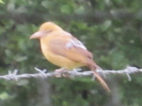 Summer Tanager - ML637409304