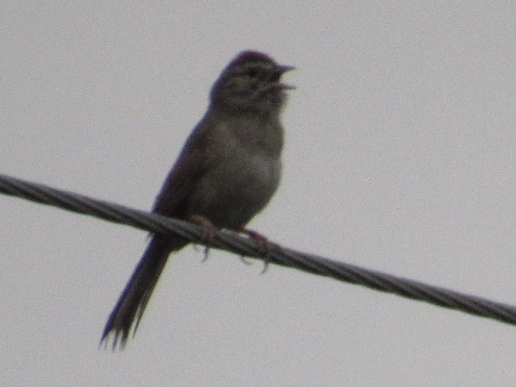 Rufous-crowned Sparrow - ML637409308