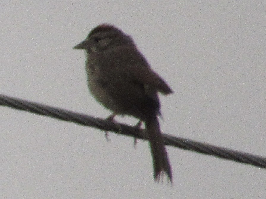 Rufous-crowned Sparrow - ML637409309