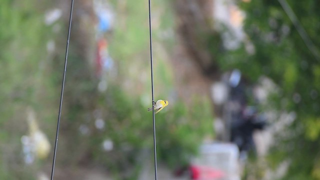 Indian White-eye - ML637409316