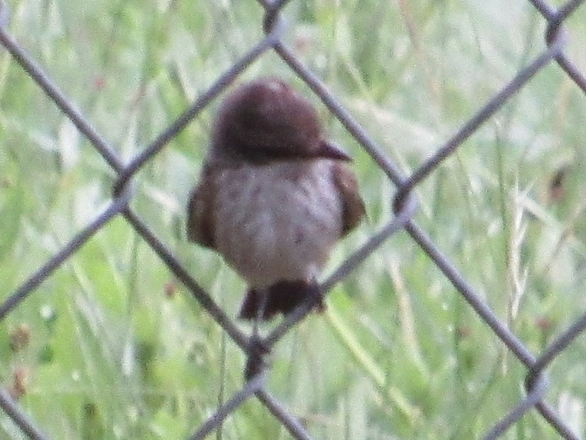 Vermilion Flycatcher - ML637409329