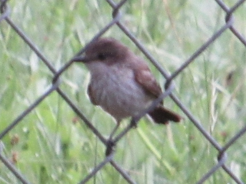 Vermilion Flycatcher - ML637409330