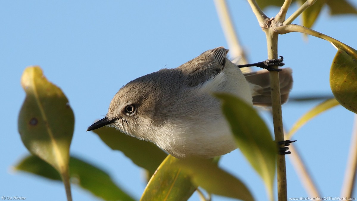 Dusky Gerygone - ML637409336