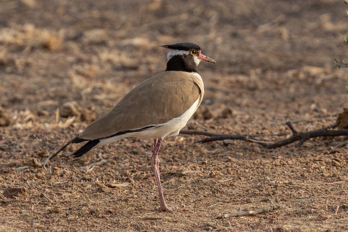Black-headed Lapwing - ML637409342