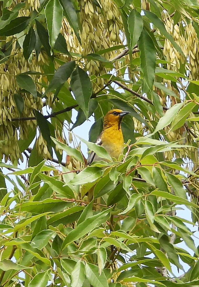Black-backed Oriole - ML637409362