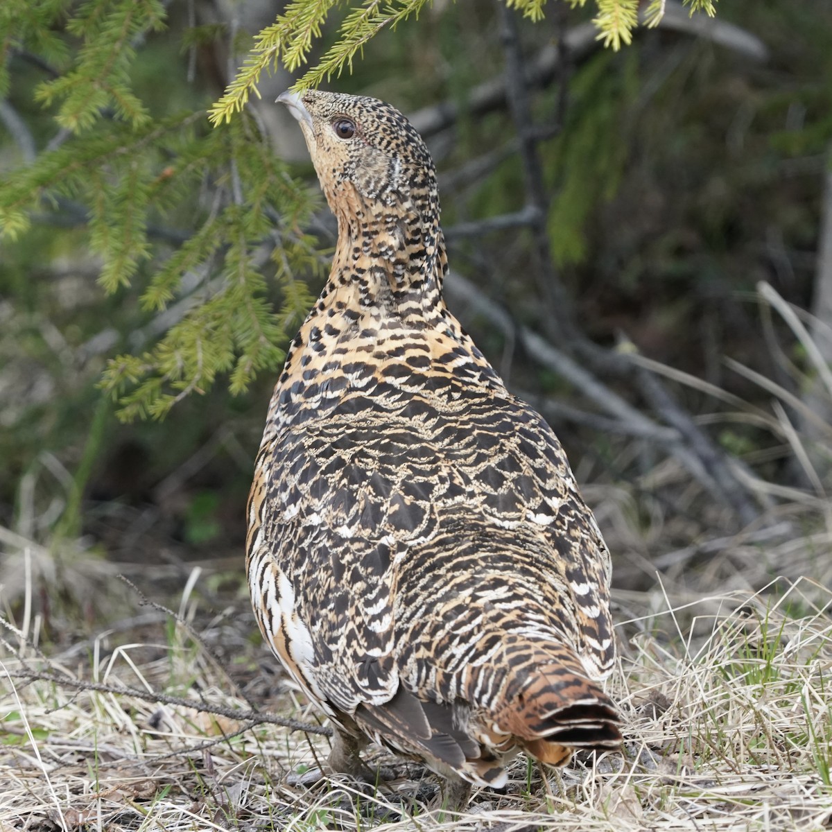 Western Capercaillie - ML637409383