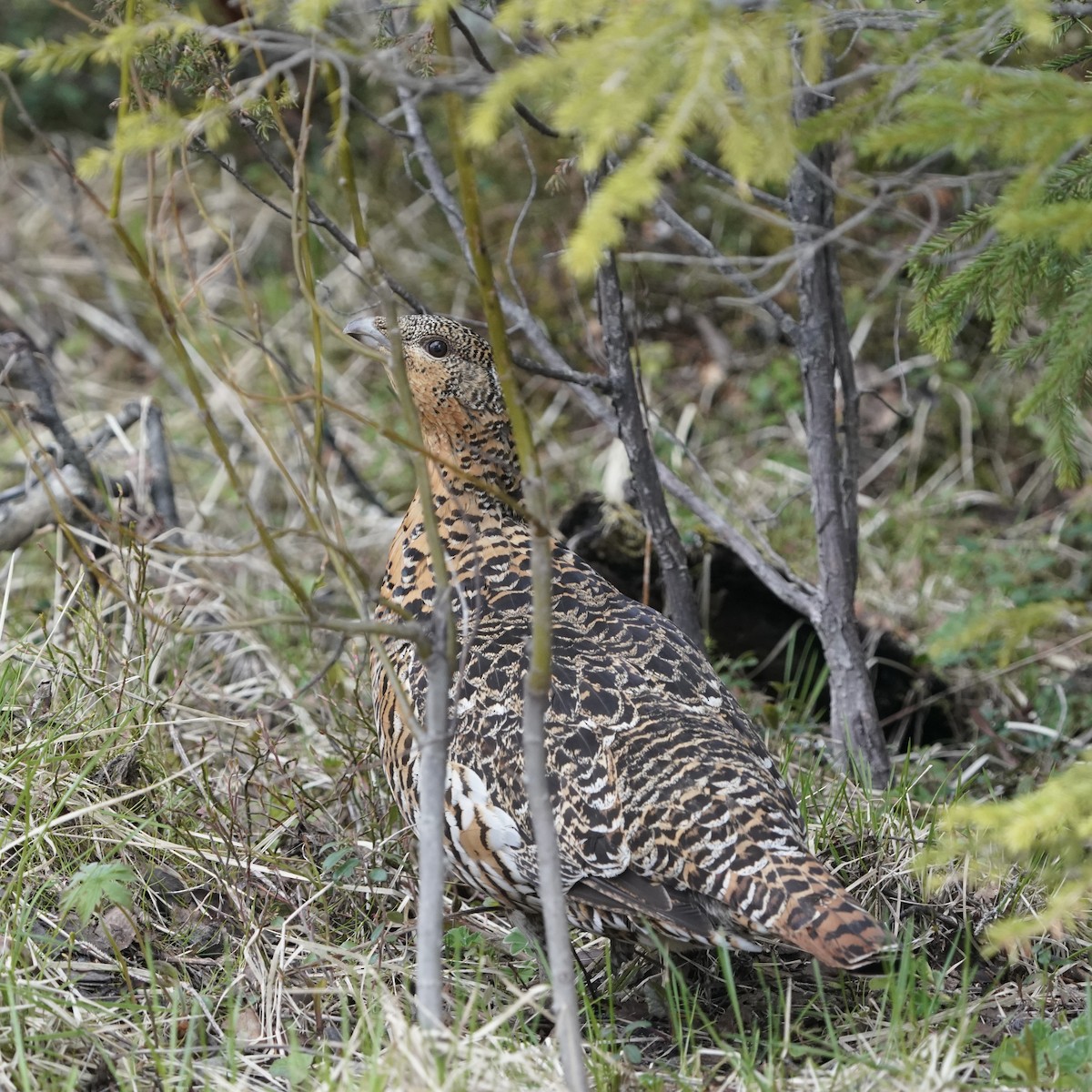 Western Capercaillie - ML637409385