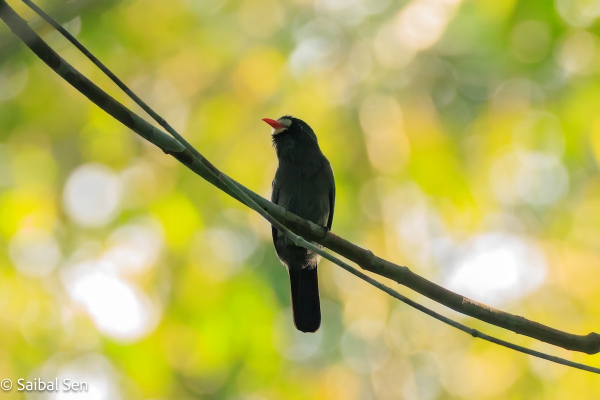 White-fronted Nunbird - ML637409393