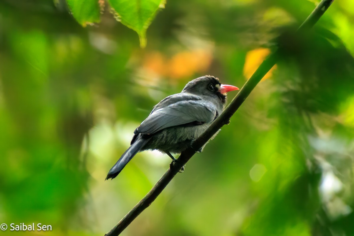 White-fronted Nunbird - ML637409394