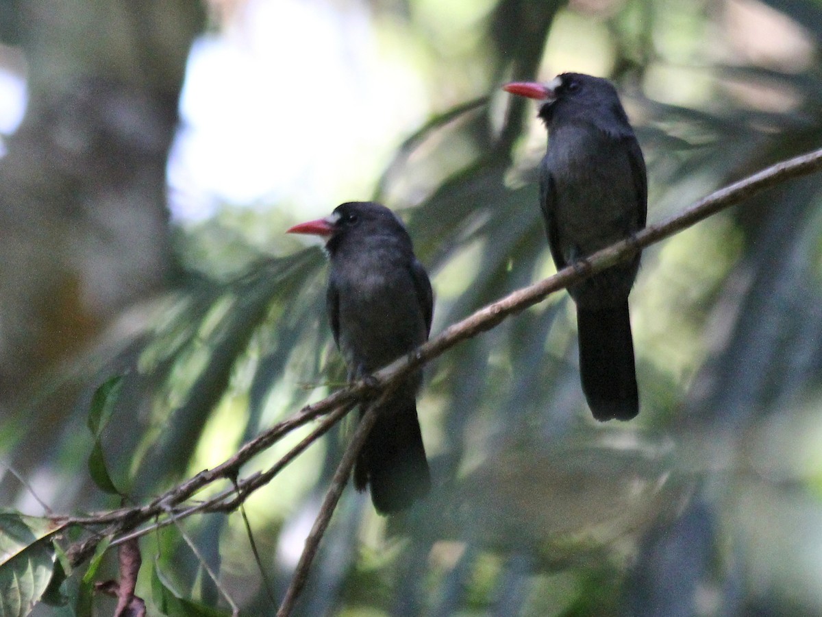 White-fronted Nunbird - ML637409410