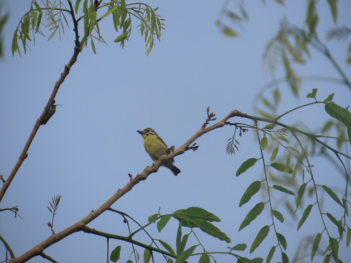 Yellow-fronted Tinkerbird - ML637409422