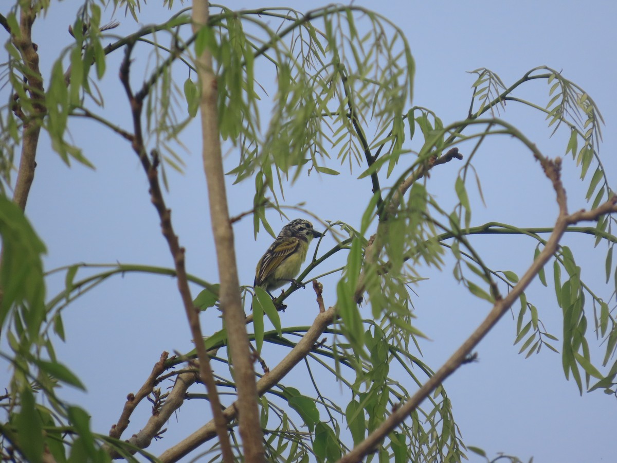 Yellow-fronted Tinkerbird - ML637409423