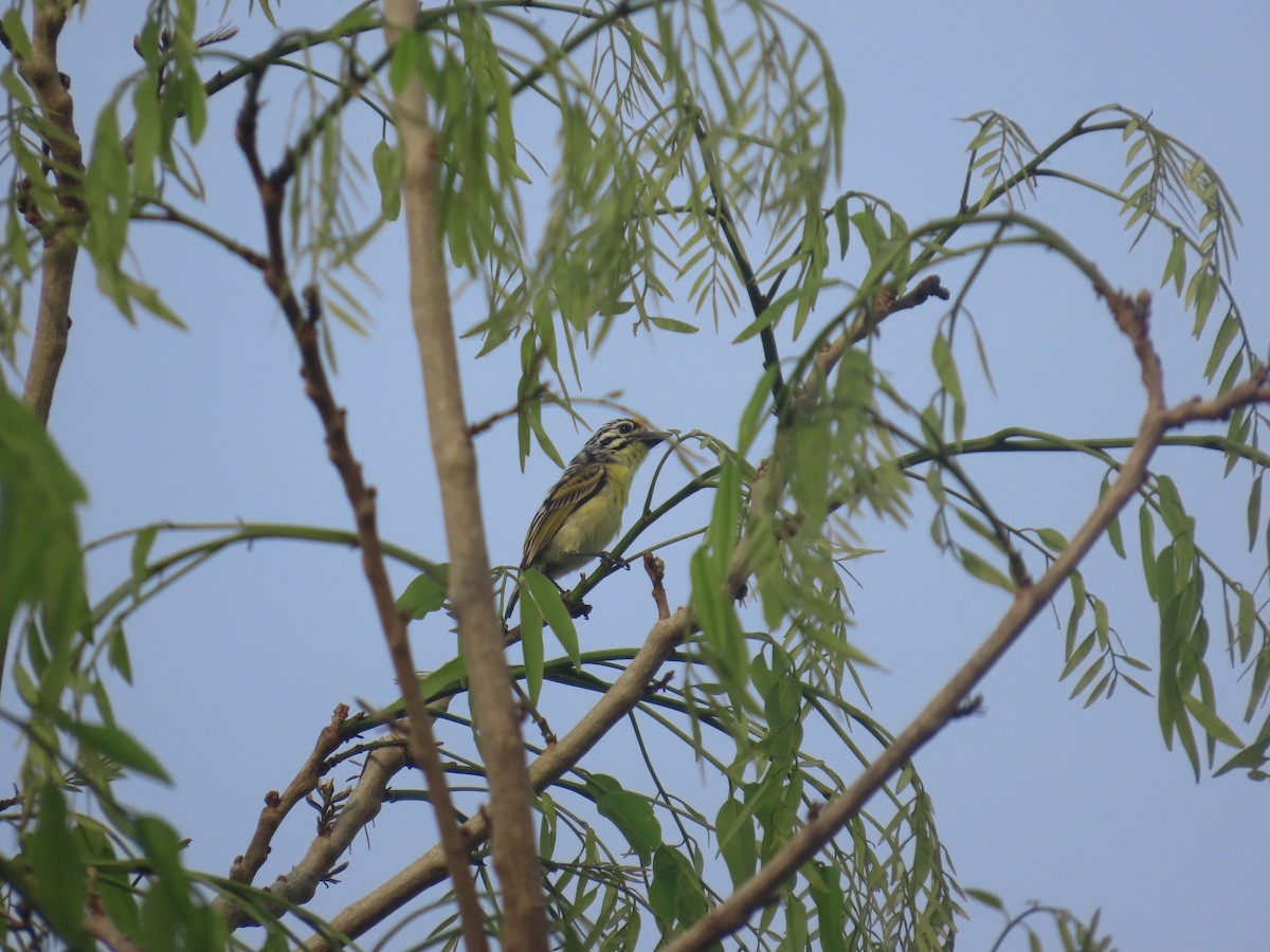 Yellow-fronted Tinkerbird - ML637409424