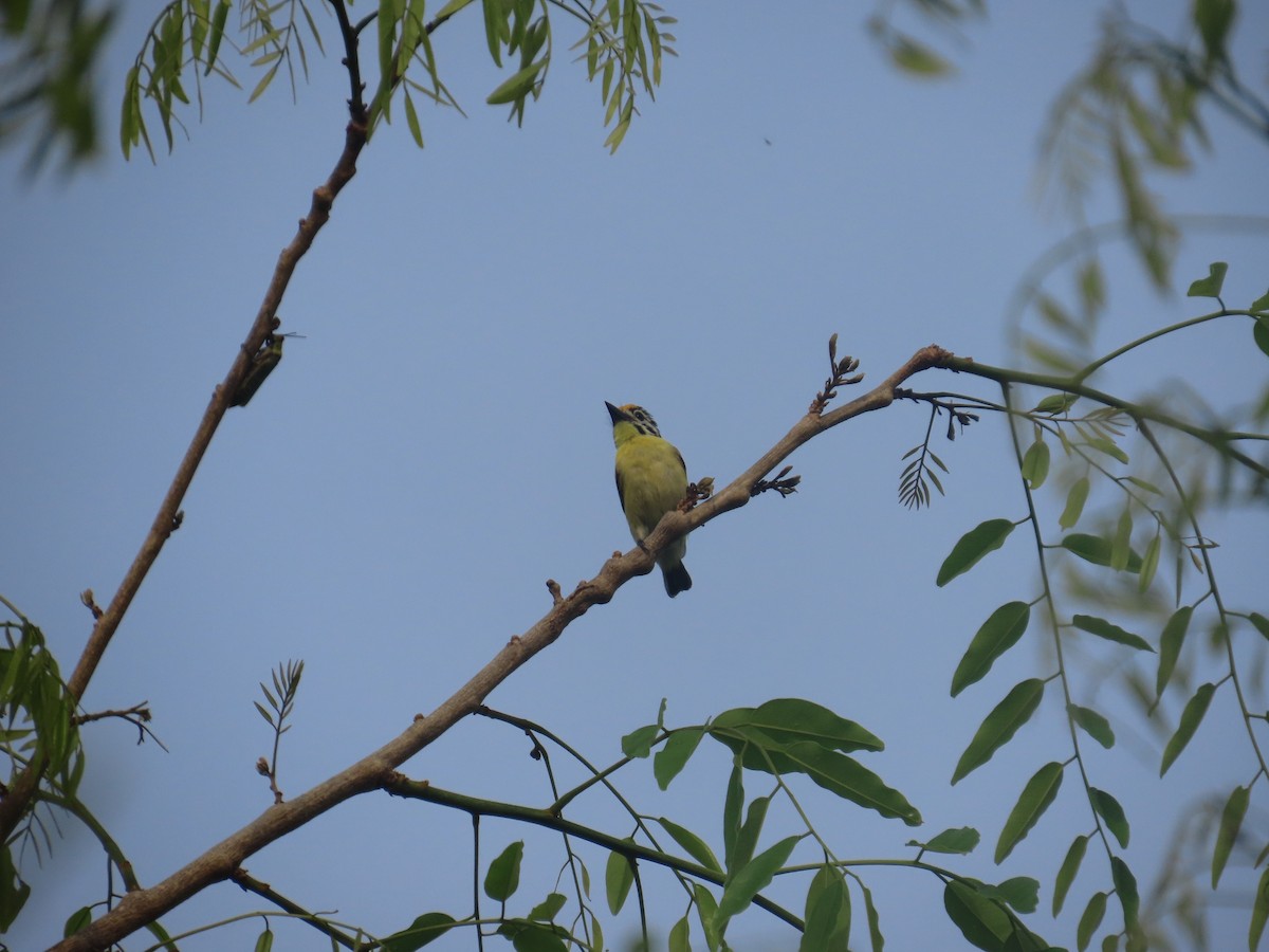 Yellow-fronted Tinkerbird - ML637409426