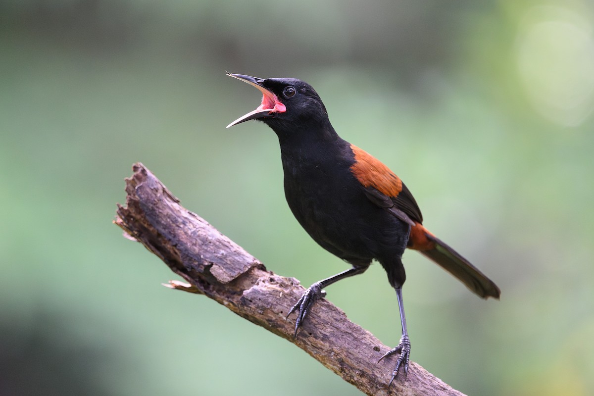 North Island Saddleback - ML637409469