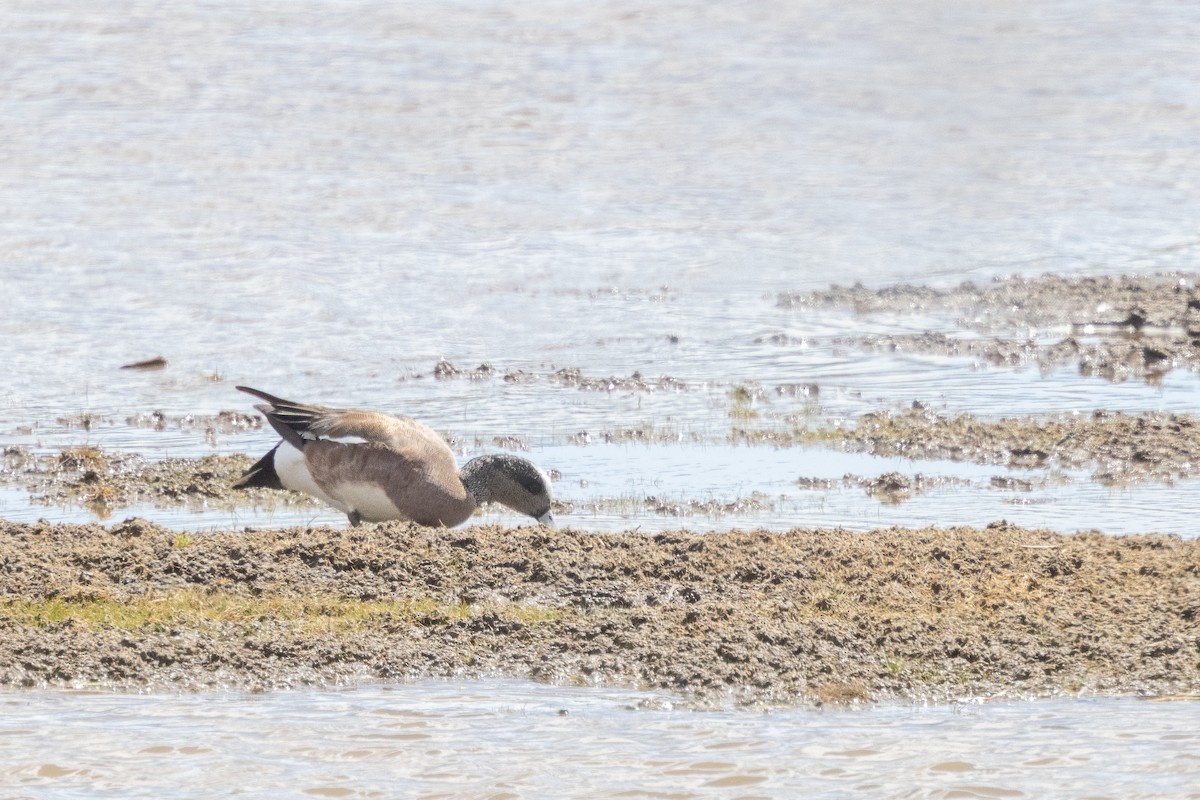 American Wigeon - ML637409479