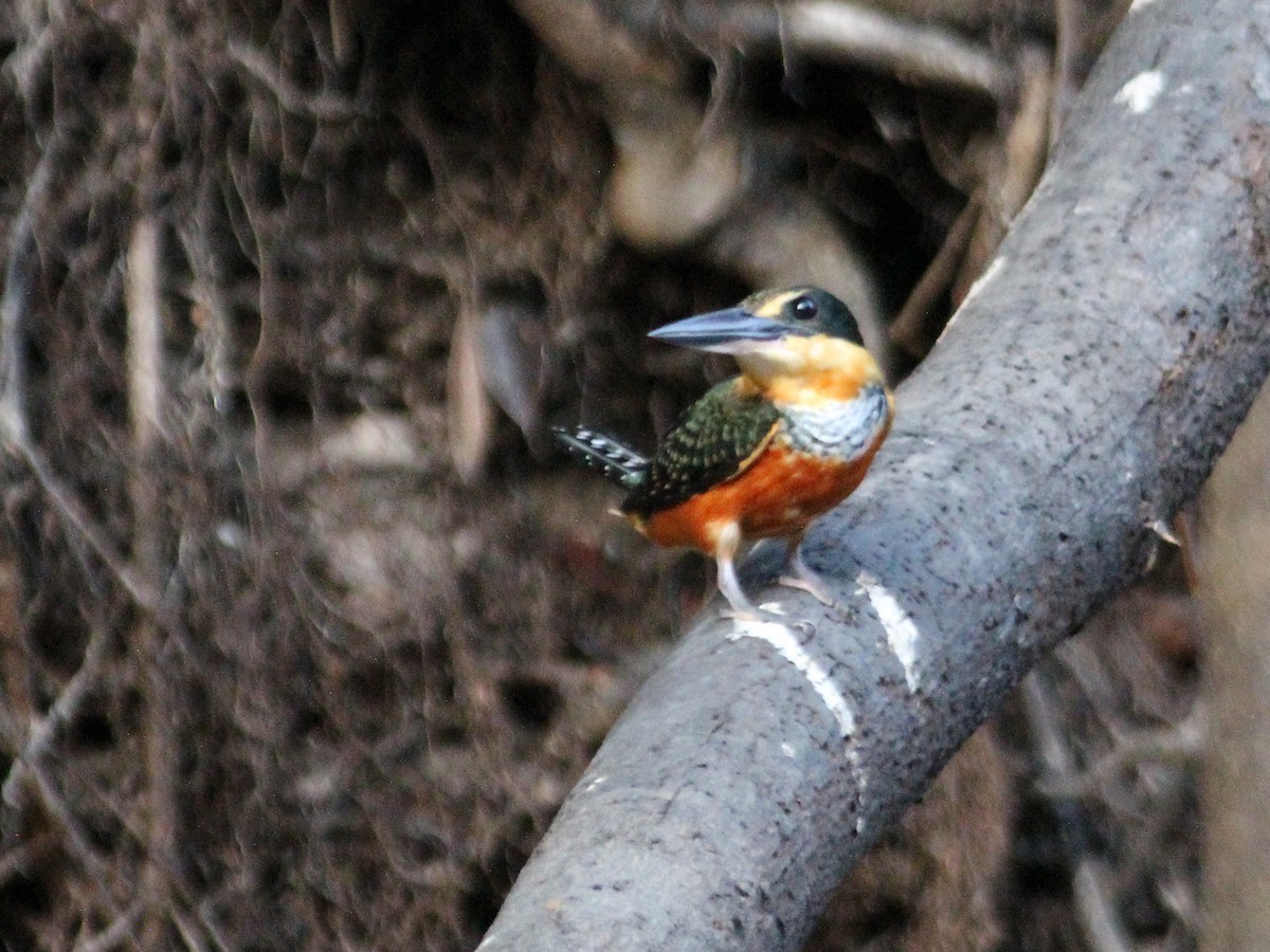 Green-and-rufous Kingfisher - ML637409512