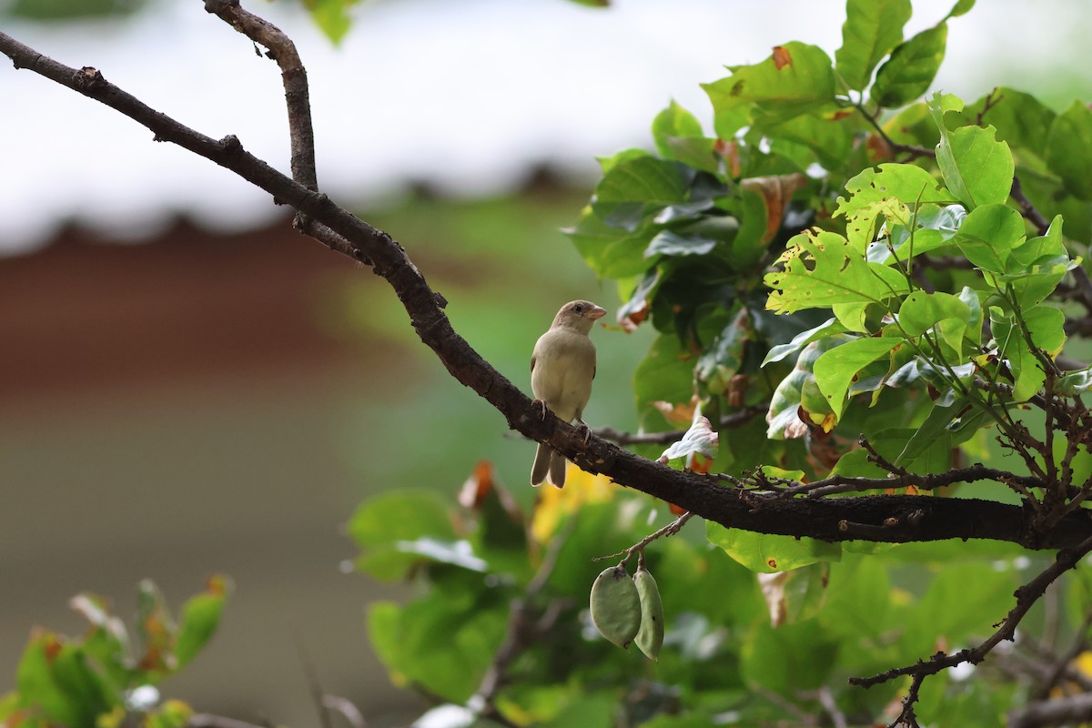 Plain-backed Sparrow - ML637409513