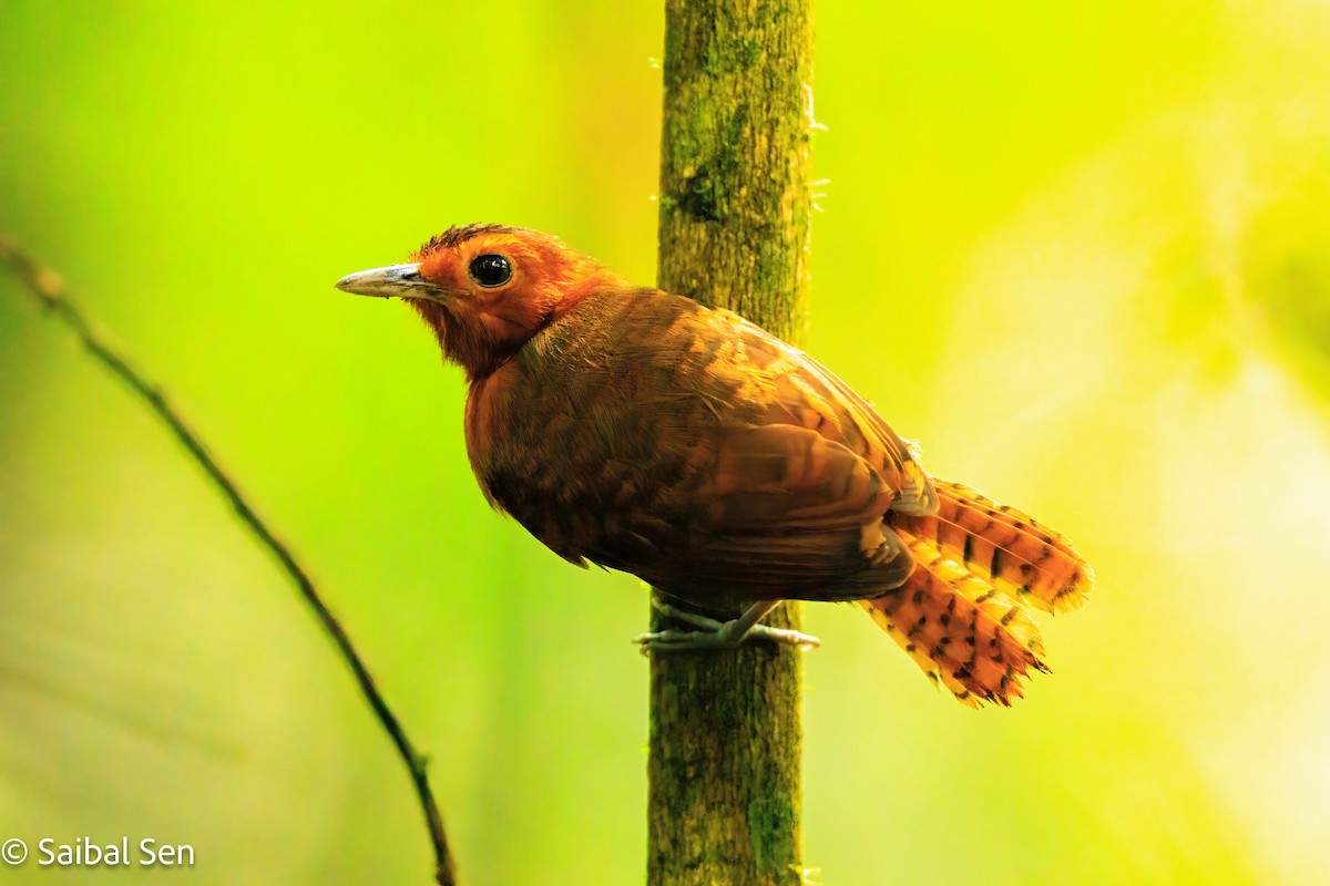 White-throated Antbird - ML637409528