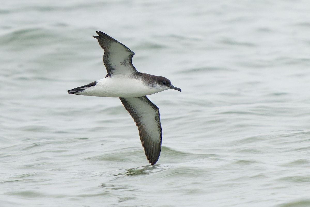 Manx Shearwater - ML637409586