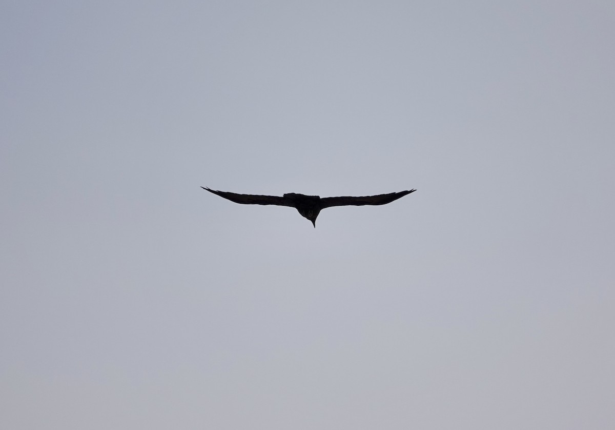 Chihuahuan Raven - ML637409587