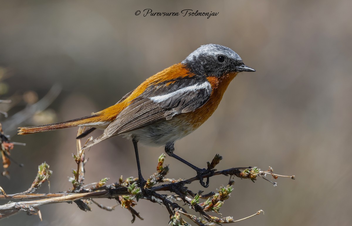 Rufous-backed Redstart - ML637409619