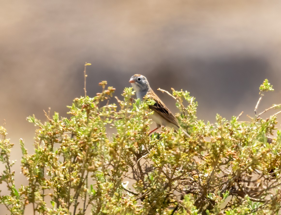 Worthen's Sparrow - ML637409624