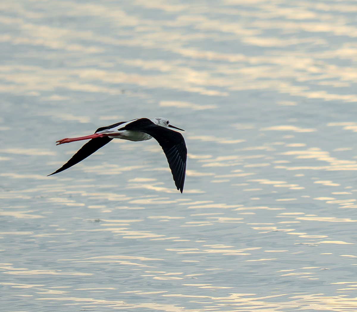 Black-winged Stilt - ML637409638