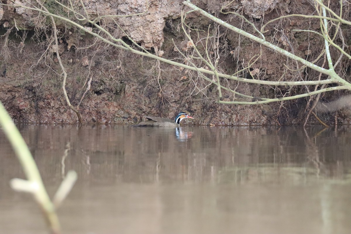 Sungrebe - ML637409639