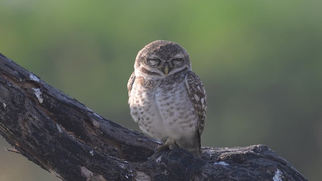 Spotted Owlet - ML637409641