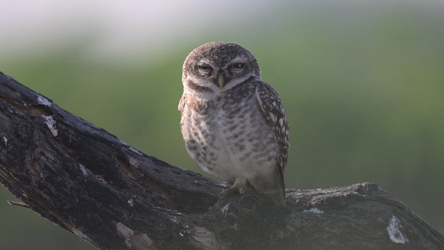 Spotted Owlet - ML637409643
